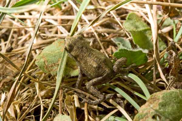 I piccoletti - Bufo bufo
